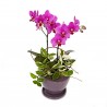 [N15][HP015] Delight Phalaenopsis Orchid(Pink) (60021091)