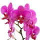 [N15][HP015] Delight Phalaenopsis Orchid(Pink) (60021091)