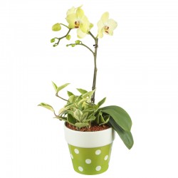 Mini Phalaenopsis Orchid(Yellow) A type (6002039)