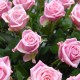100 Pink Roses short basket (onb-062)