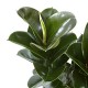 [N15] Ficus elastica (S) (2004081)
