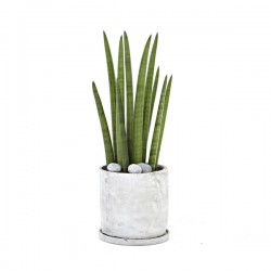 [M19] Sansevieria stuckyi (Minicement) (20040823)