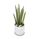 [M19] Sansevieria stuckyi (Minicement) (20040823)