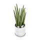 [M19] Sansevieria stuckyi (Minicement) (20040823)