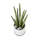 [M19] Sansevieria stuckyi (Minicement) (20040823)