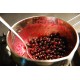 Blueberry Cheesecake Pie (2005086)