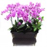 Mini Phalaenopsis(OFD-068)