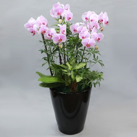 Light Pink Phalaenopsis A (2004091)