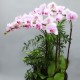 Light Pink Phalaenopsis A (2004091)