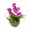 Butterfly Manchunhong Orchid [N15][MP005]