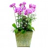 Pink Phalaenopsis 2 (OFD-074)