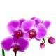 Pink Phalaenopsis 2 (OFD-074)