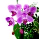 Pink Phalaenopsis 2 (OFD-074)