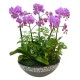 Pink mini Phalaenopsis 1(OFD-076)