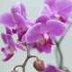 Pink mini Phalaenopsis 1(OFD-076)