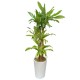 Dracaena (Hengwoonmok)2 (OFE-010)