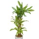 Dracaena (Hengwoonmok)2 (OFE-010)