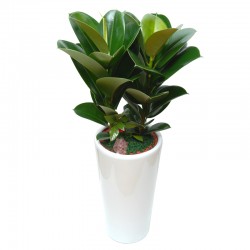 Ficus elastica 1 (ofe-021)