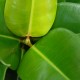 Ficus elastica 1 (ofe-021)