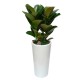 Ficus elastica 1 (ofe-021)