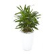 Rhapis excelsa Lady Palm so(ofe-022)