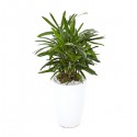 Rhapis excelsa Lady Palm so(ofe-022)