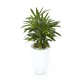 Rhapis excelsa Lady Palm so(ofe-022)