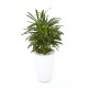 Rhapis excelsa Lady Palm so(ofe-022)