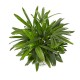 Rhapis excelsa Lady Palm so(ofe-022)