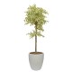 Ficus benjamina(ofe-025)