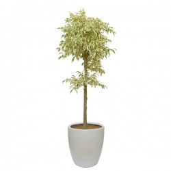 Ficus benjamina(ofe-025)