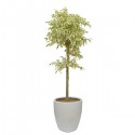 Ficus benjamina(ofe-025)