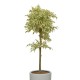 Ficus benjamina(ofe-025)