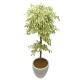 Ficus benjamina(ofe-025)