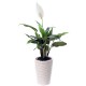 Peace Lily - Spathiphyllum(ofe-028)