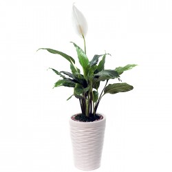 Peace Lily - Spathiphyllum(ofe-028)