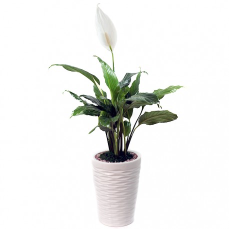 Peace Lily - Spathiphyllum(ofe-028)