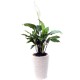 Peace Lily - Spathiphyllum(ofe-028)