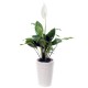 Peace Lily - Spathiphyllum(ofe-028)