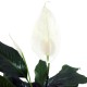 Peace Lily - Spathiphyllum(ofe-028)