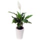 Peace Lily - Spathiphyllum(ofe-028)