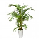 Areca Palm Tree(ofe-029)