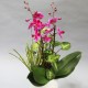 Manchunhong Orchid F (2004092)