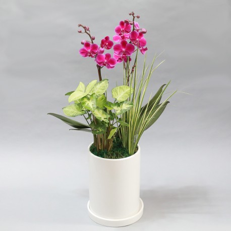 Manchunhong Orchid F (2004092)