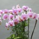 Light Pink Phalaenopsis A (2004091)