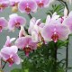 Light Pink Phalaenopsis A (2004091)