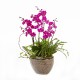 Butterfly Manchunhong Orchid [N15][MP005]