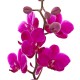 Butterfly Manchunhong Orchid [N15][MP005]