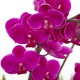 Butterfly Manchunhong Orchid [N15][MP005]