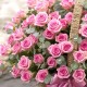 100 Roses - Always loving you (14081405)